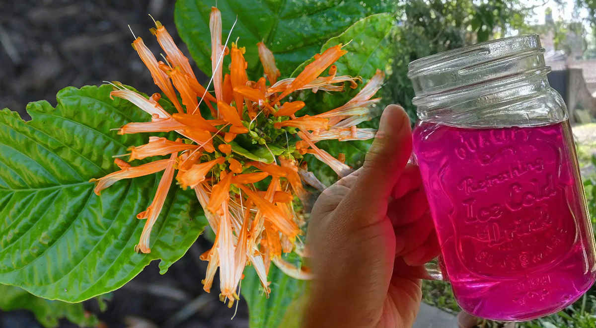 ¿Sabías que el muicle, una planta mexicana, trabaja como un aliado ...