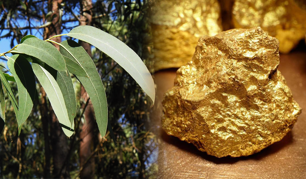 Los eucaliptos, presentes en diversas regiones, pueden extraer partículas de oro del suelo y transportarlas hasta sus hojas. Foto: Pexels