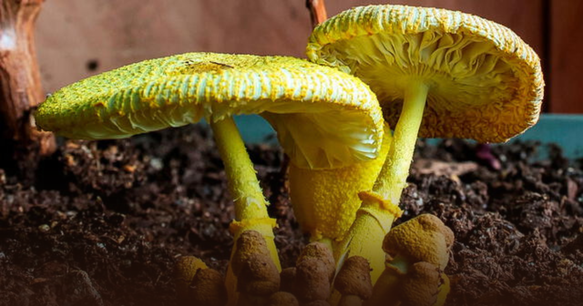 Fusarium oxysporum: el hongo que puede fabricar oro naturalmente.