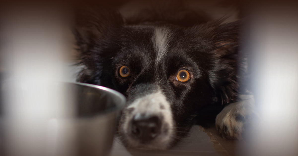 ¿Pueden los perros realmente predecir los sismos? Esto dice la ciencia.