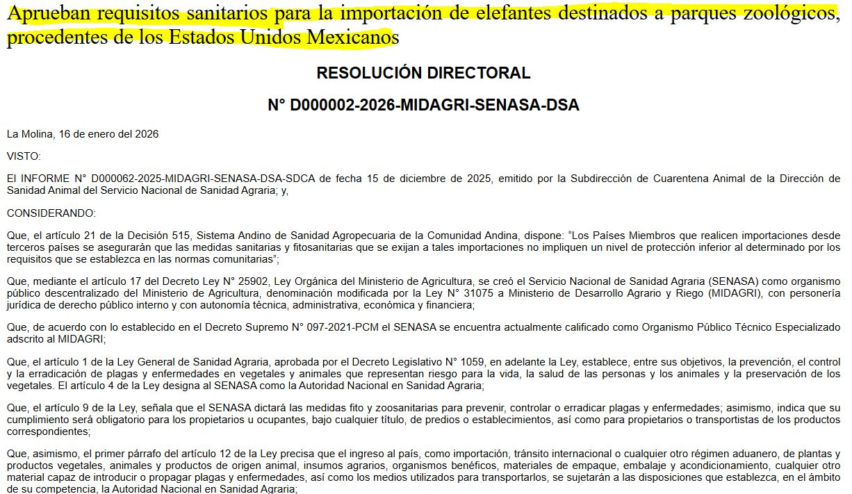 Elefantes retornarão ao Peru 28 anos após aprovação do Senasa: para qual zoológico eles irão?