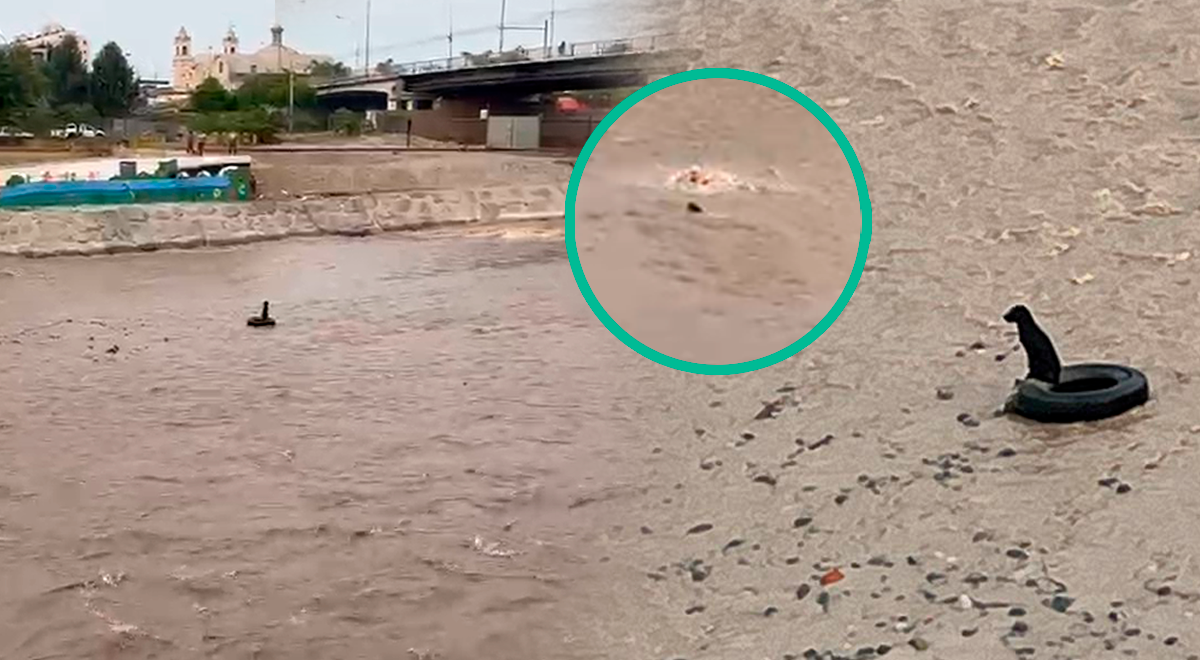 Rio Rimac arrasta homem que tentou salvar um cachorrinho em Puente Trujillo: os vizinhos não puderam ajudá-lo