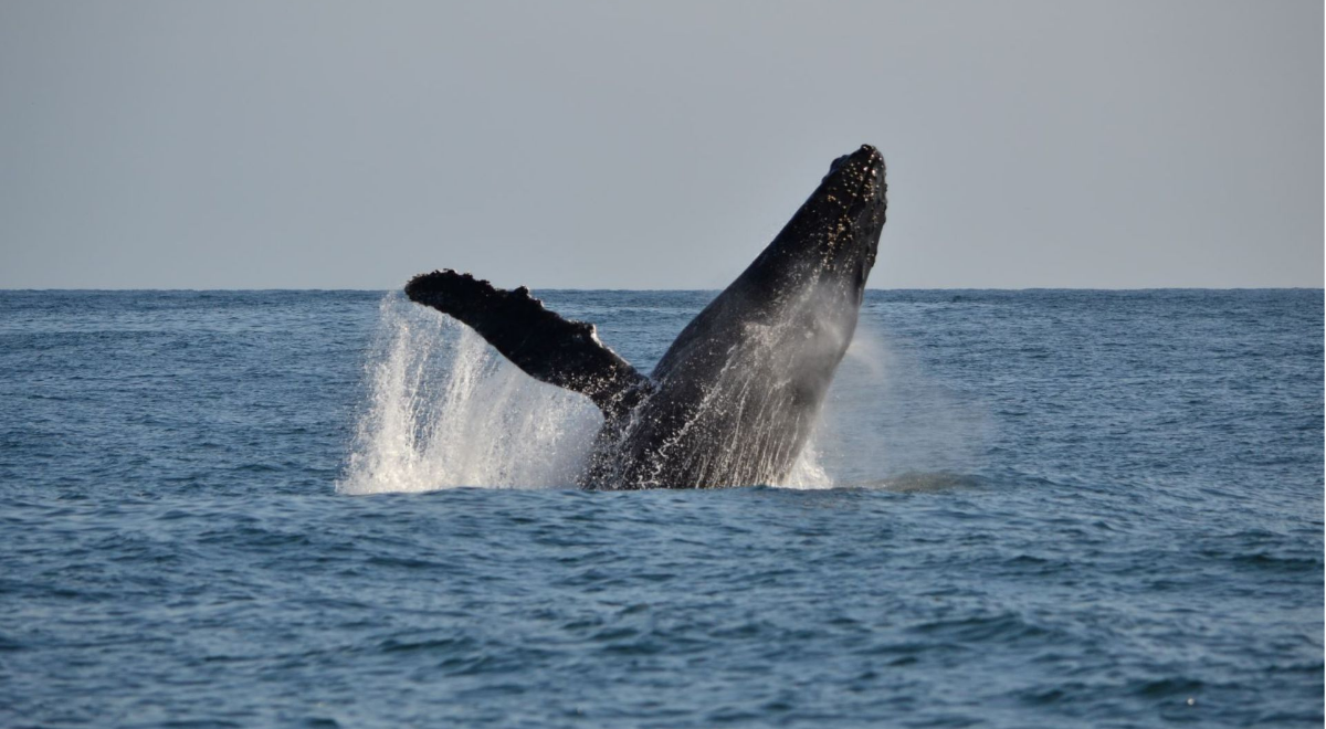 Surprise en mer ! Les observations inhabituelles de baleines à Lima et Callao sont dues à El Nino Costa.