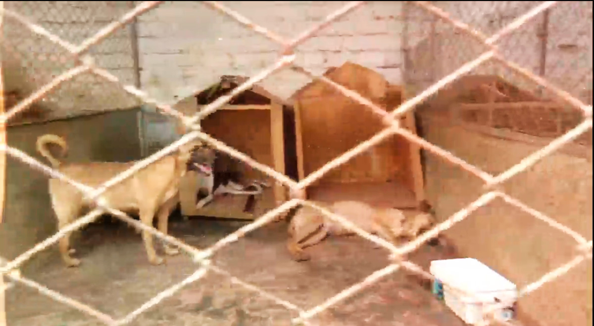 Albergue de animales luce en aparente abandono y los animales estarían en mal estado. Albergue de animales luce en aparente abandono y los animales estarían en mal estado.